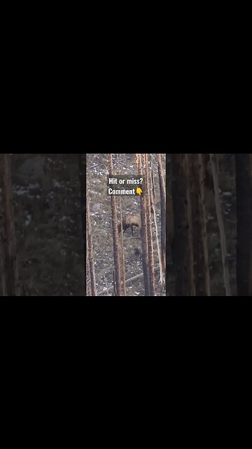 hit or Miss #hunting #elkhunting #elk #hit #miss #wyoming #shortsvideo #shortsfeed #outdoors
