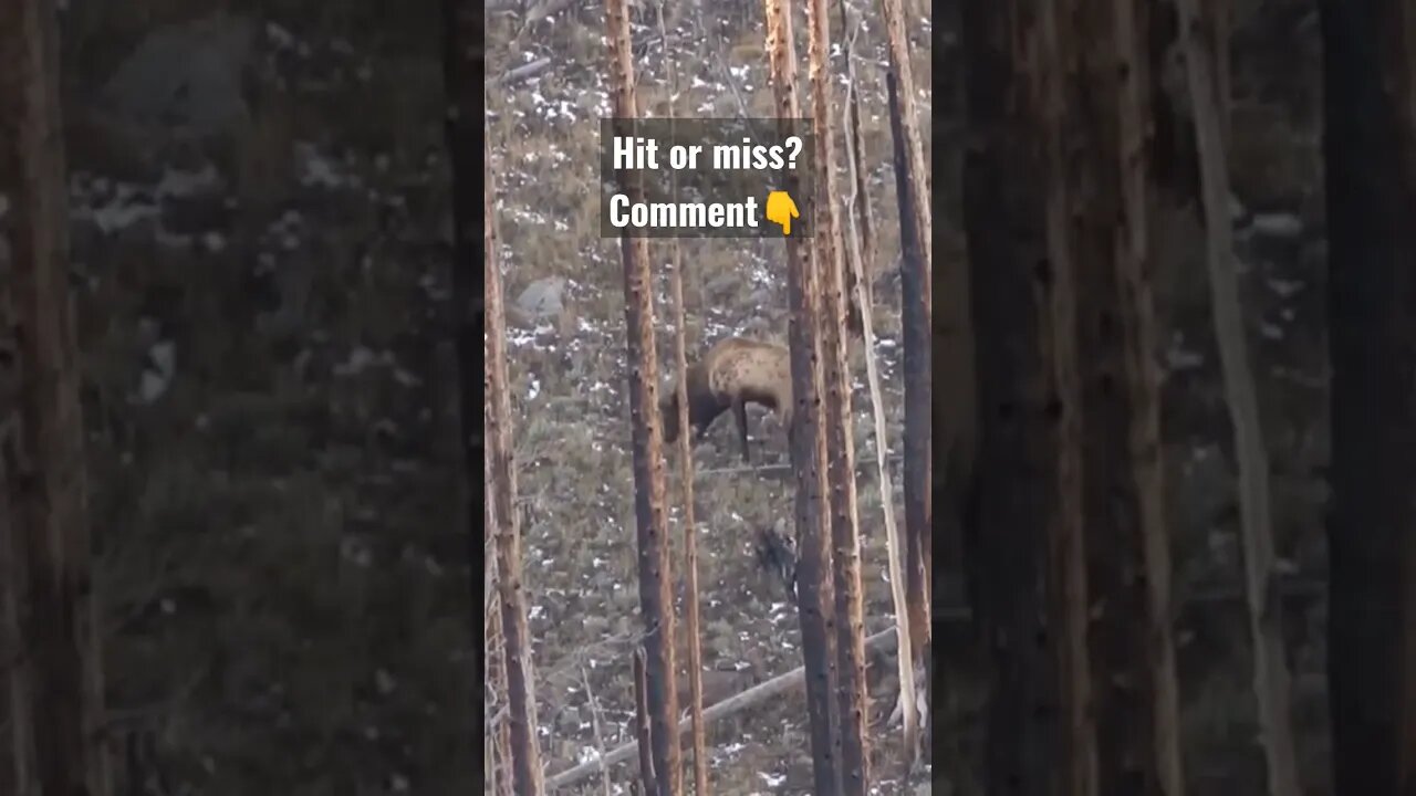 hit or Miss #hunting #elkhunting #elk #hit #miss #wyoming #shortsvideo #shortsfeed #outdoors
