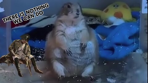 Best Funny Animal Videos 2024 Part 2