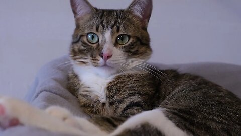 Cat Does not Mind the Nose Boops