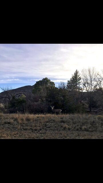 Mule deer hopping around eastern New Mexico