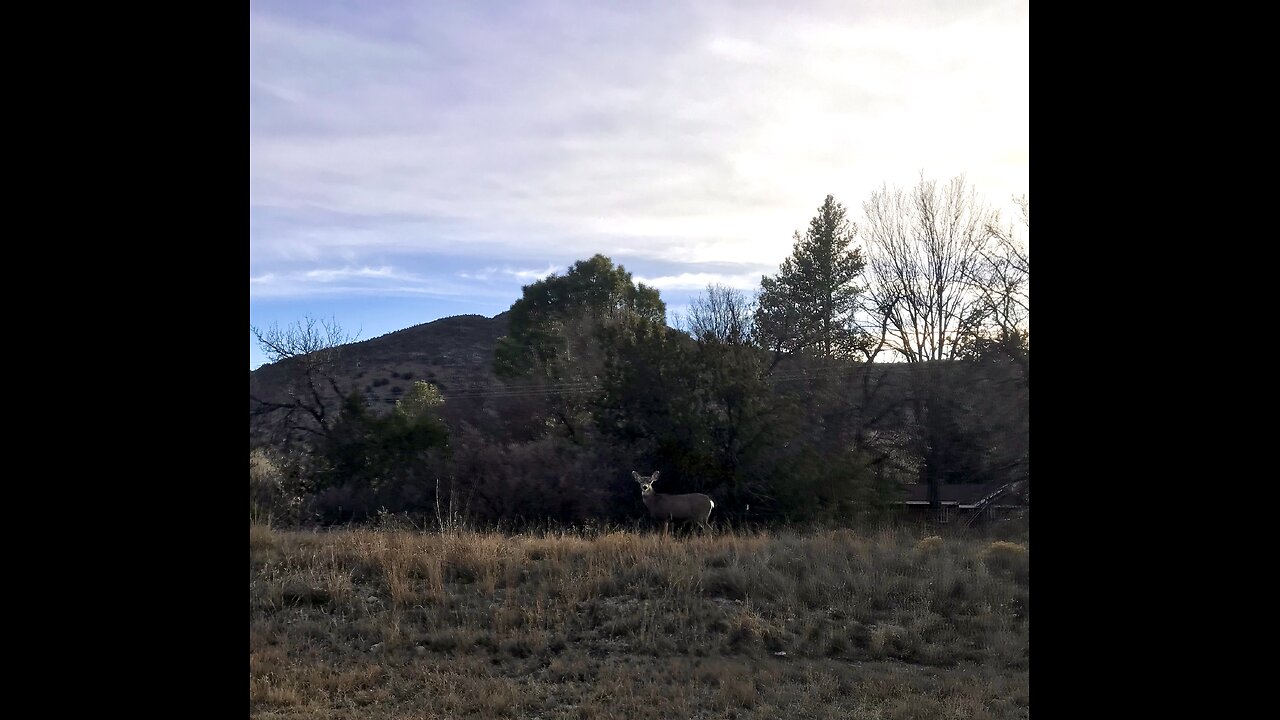 Mule deer hopping around eastern New Mexico