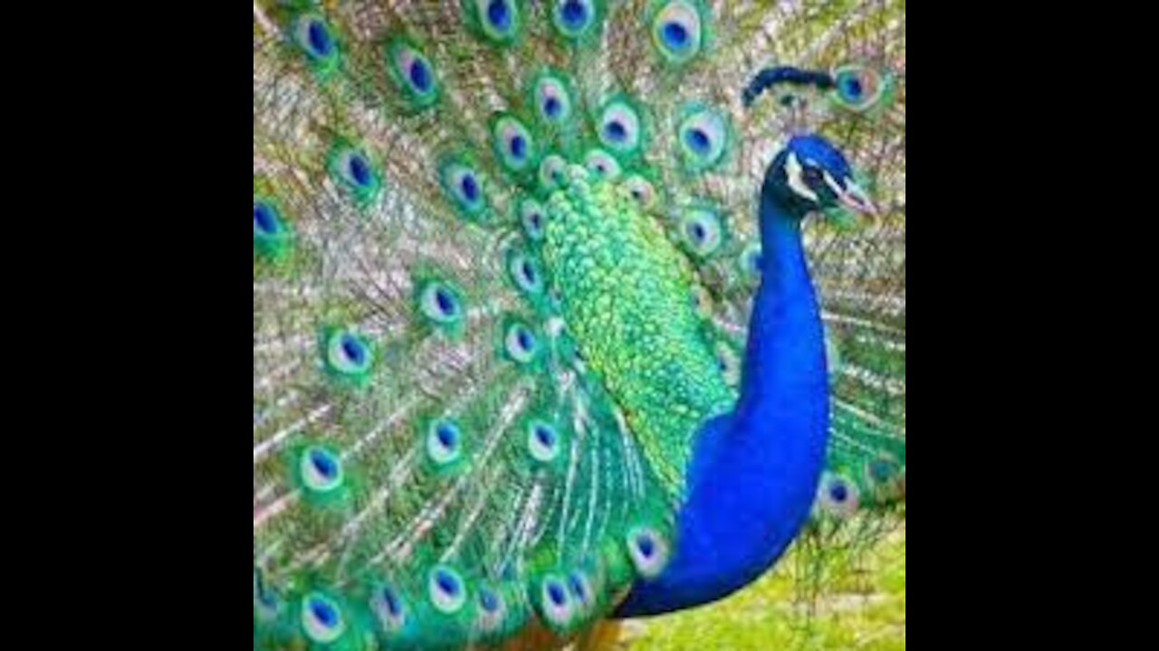 Peacock -Peafowl - Beautiful Video Footage of Peacock