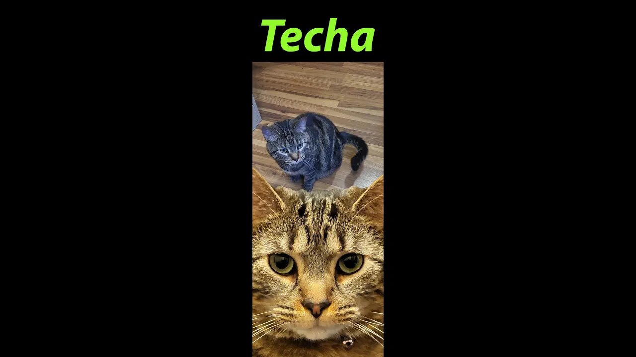 Cat Techa Rolling Over