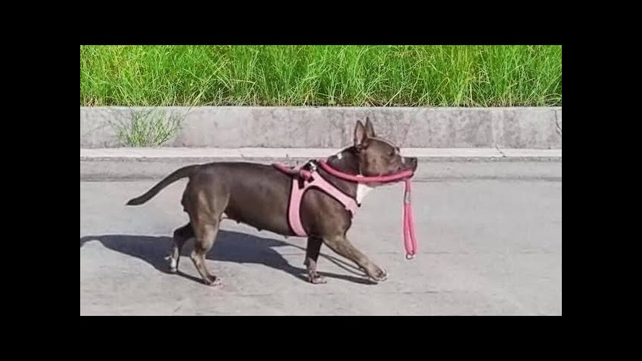 WORLD BEST FUNNIEST🤣 Dog vs men 🤣 funny video> Don't Try Laughing 🤣 clips