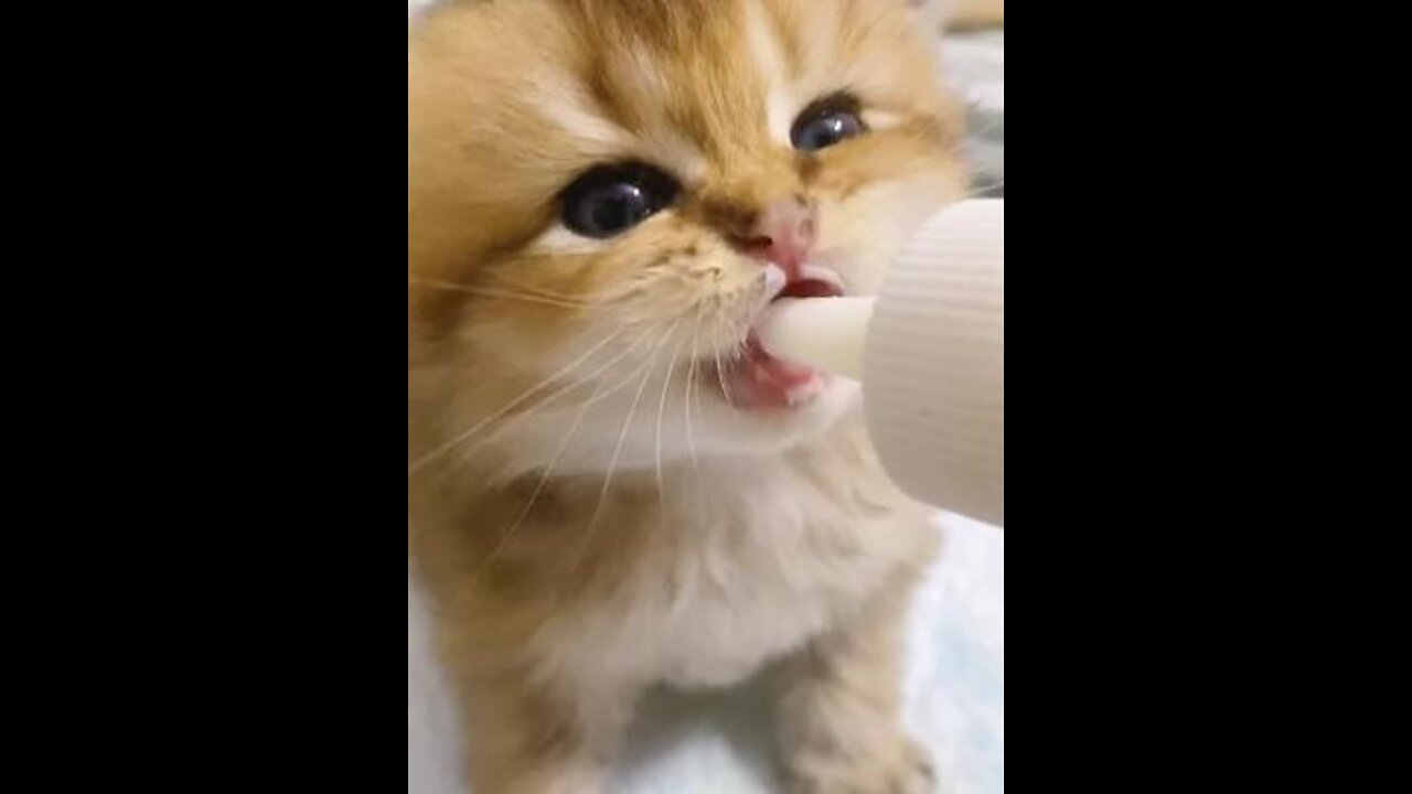 Look! What is this little cat eating?