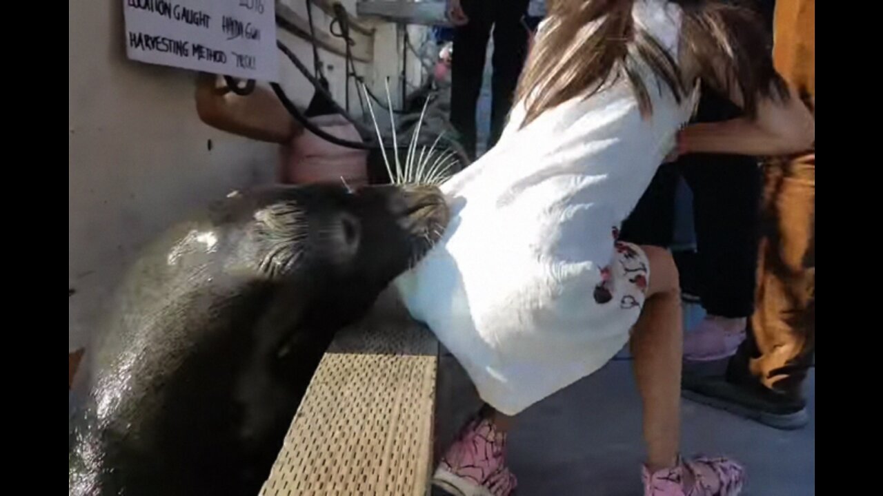 Sea ​​lion attacks girl