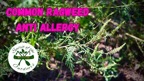 Common Ragweed Anti Allergy