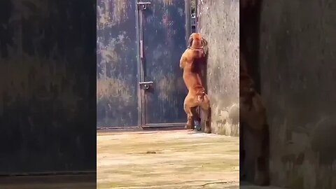 Boerboel: The finest Guard dogs. #shorts