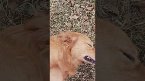 just a dog #animals #dogs #dog #shorts