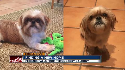 Dog that fell from three-story balcony in Tampa and survived... landed a loving family