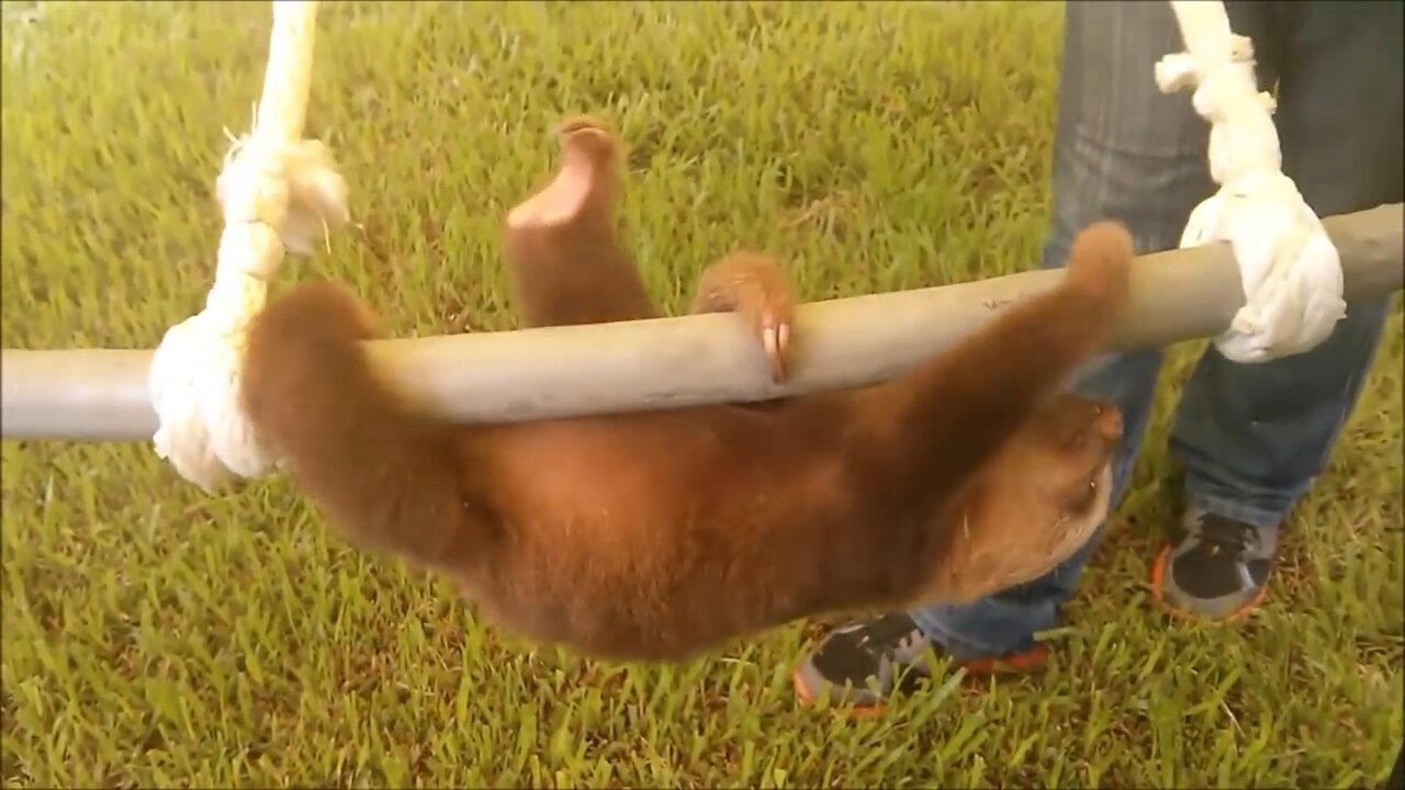 Adorable ￼baby sloths being funny