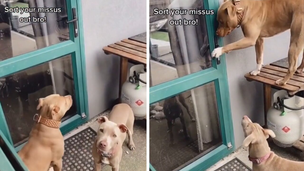 Smart Dog Opens Door And Get Inside By Himself