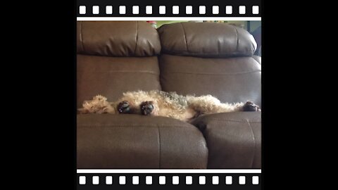 Mini Welsh Terrier is a Sleepy Dog who dreams