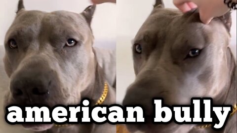 american bully Funny Video