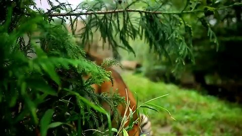 Animal Kingdom