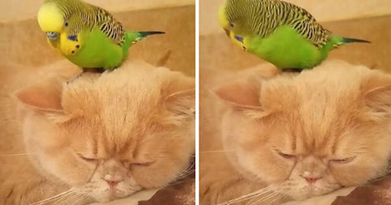 -Parrot sits right on top of sleeping cat's head