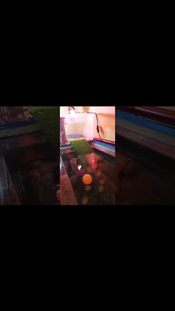 I Played Catch with my Pet Turtle 🐢🙊⚽️