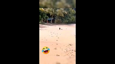 funny Dog 🐕 on beach ⛱️