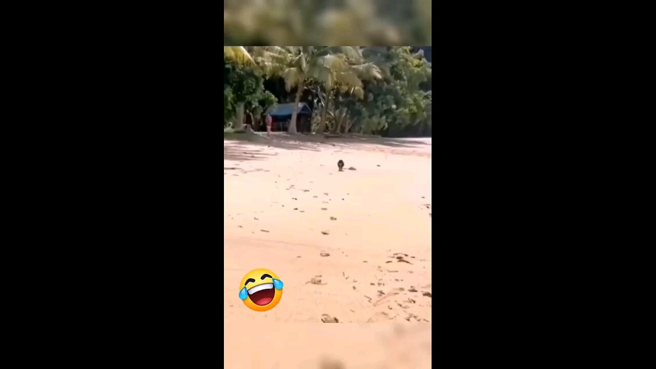 funny Dog 🐕 on beach ⛱️