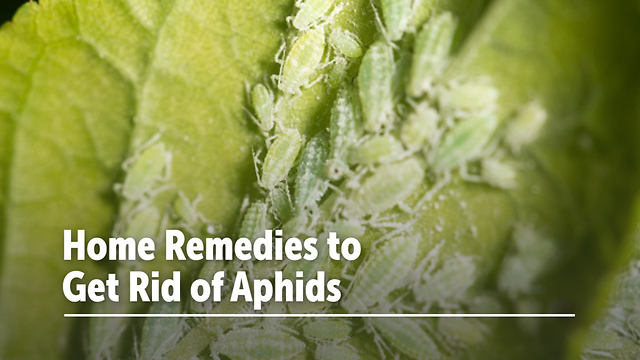 Home Remedies to Get Rid of Aphids