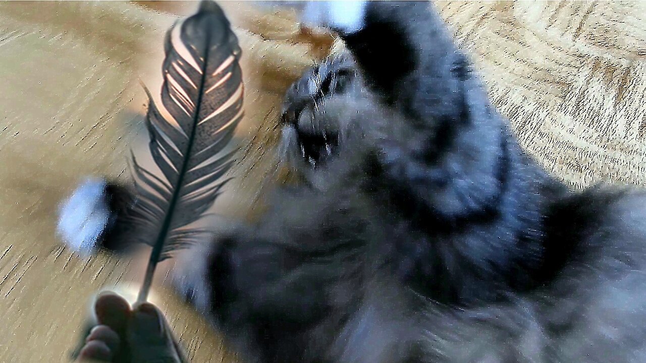 Funny cat reaction to bird feather