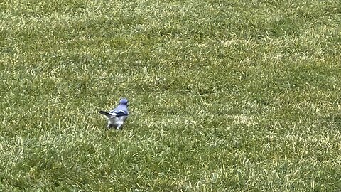 October Blue Jay 😊😍