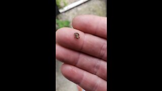 Rescue of worlds SMALLEST froggie!!