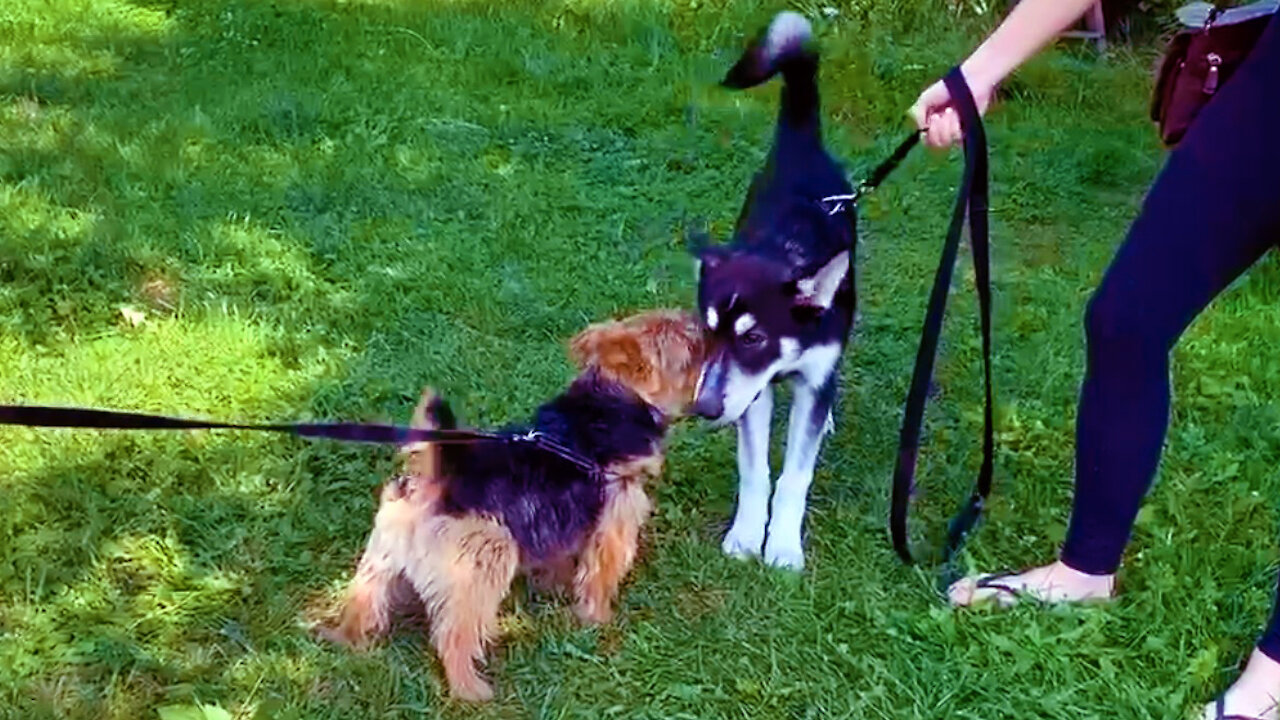 Excited Terrier meets Husky puppy