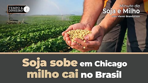 Soja sobe em Chicago , milho cai no Brasil. Veja o fechamento do mercado