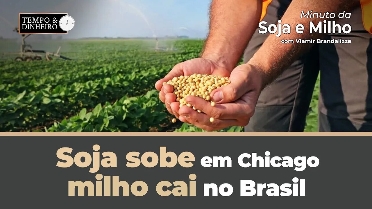 Soja sobe em Chicago , milho cai no Brasil. Veja o fechamento do mercado