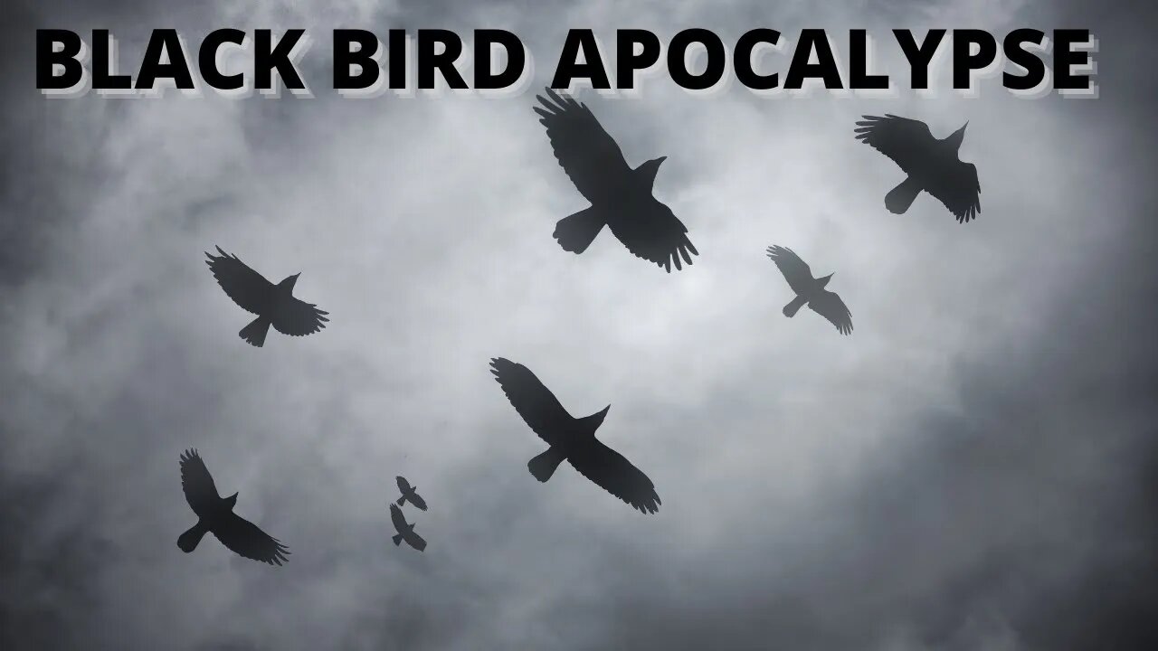 Black Bird Apocalypse Texas Walmart