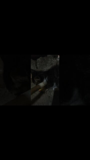 Simeong mainannya gak boleh di Ambil.