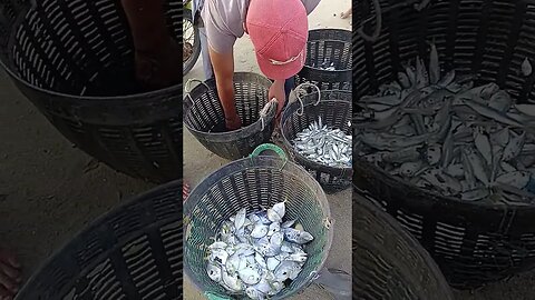 Hasil Tangkapan Nelayan Kami #nelayan #fishermen #fishing #traditionalfisherman #fish #fishingnets