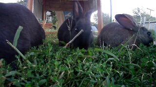 Time for lunch with the young rabbits