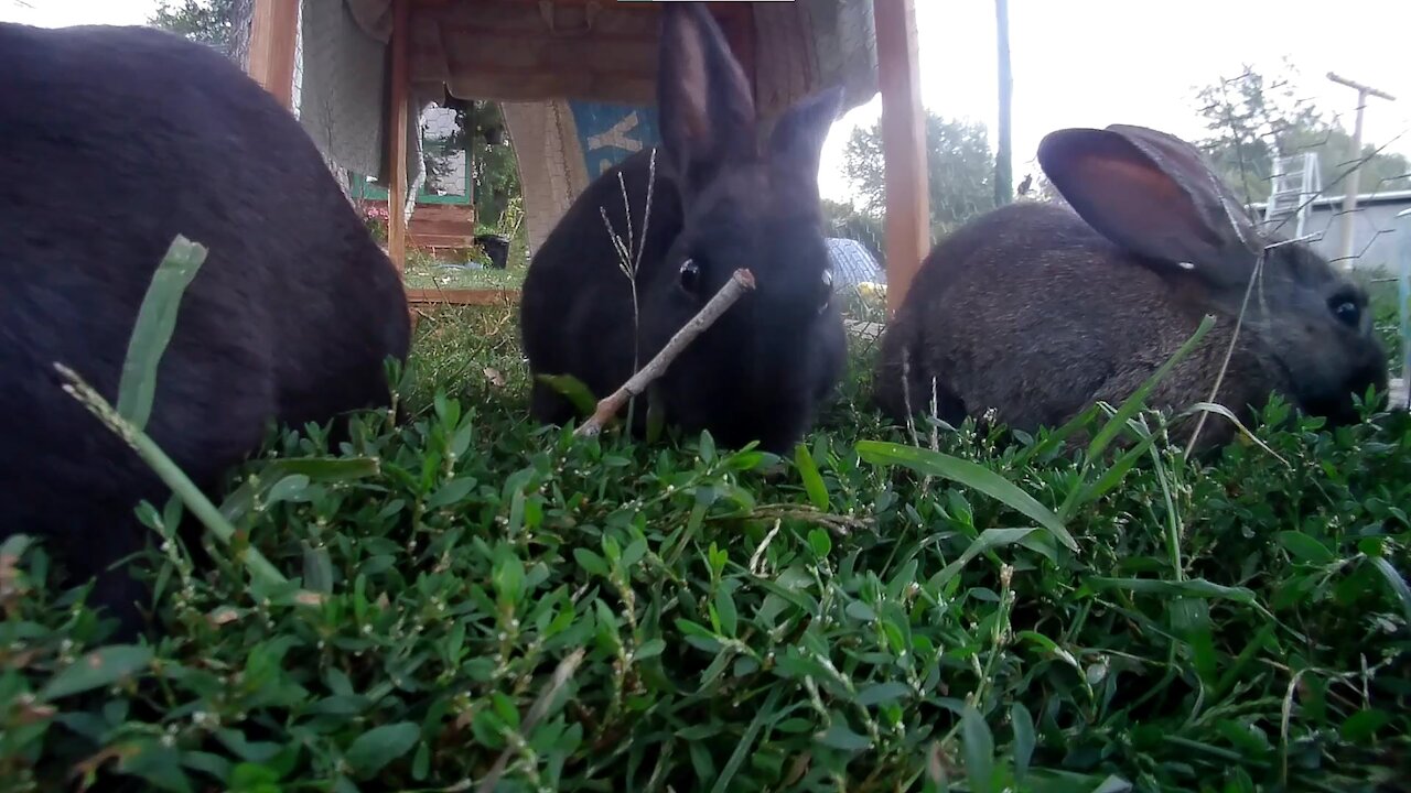 Time for lunch with the young rabbits