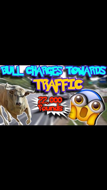 22,000 Pound Bull Escapes onto the road!