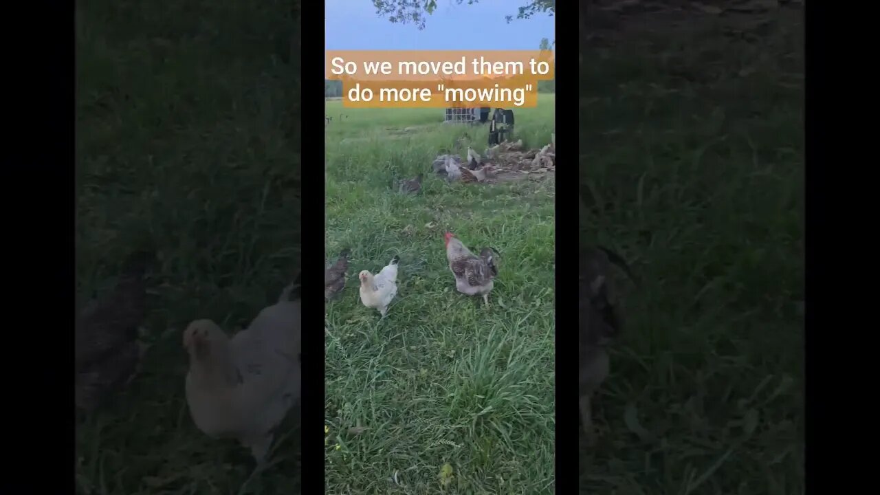 chickens earning their keep #shorts #video #homestead #farm #chickens