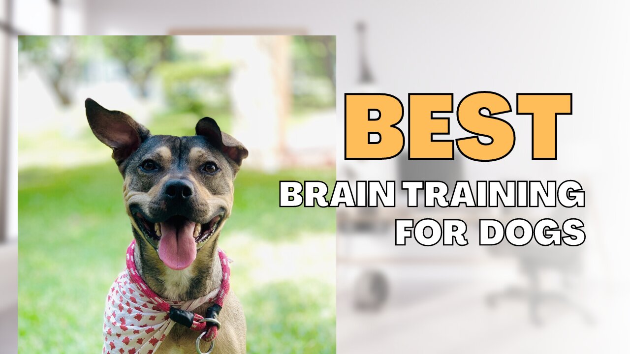 BEST BRAIN TRAINING FOR DOGS