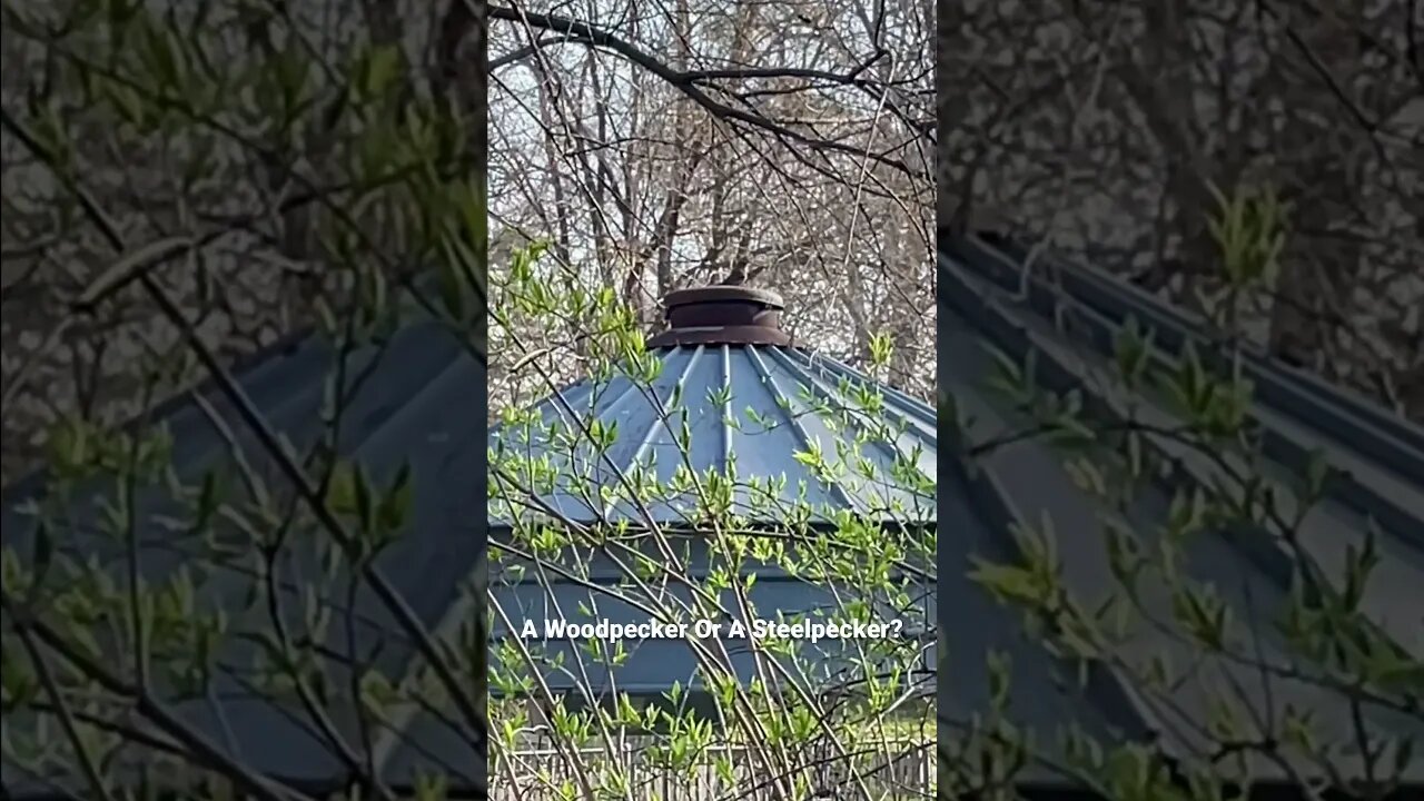 A Woodpecker Or A Steelpecker?