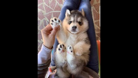 Baby Puppies LOVE Their Belly Rubs🐶🥰