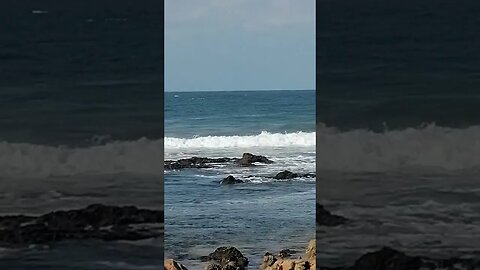 Whales in the background while a king fisher catches a little snack