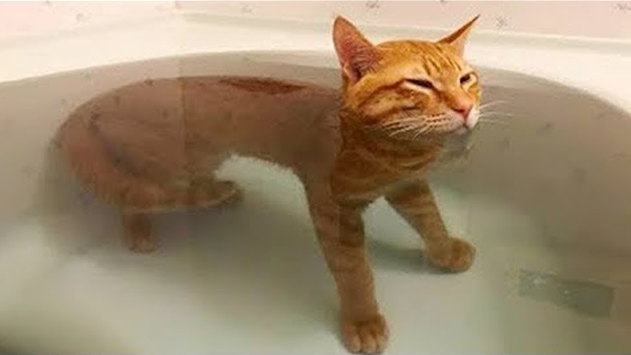 Watch these Cats Presenting their skills; try not to laugh (Very Funny)