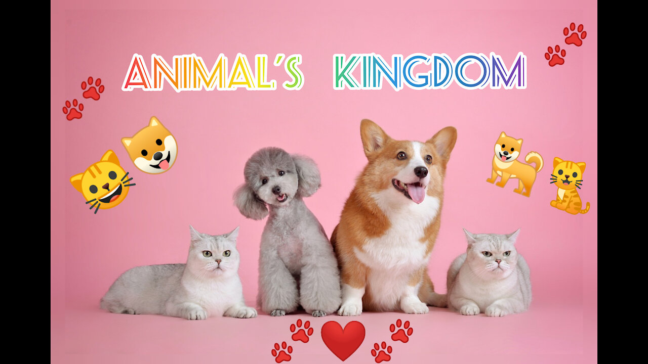 Cute animals cats🐈and dogs🐕video animal's 2020 best video ❤️ 🐾