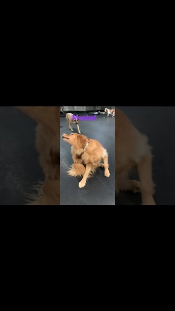 [Shorts 0113] MAEBEL [#dogs #doggos #doggies #puppies #dogdaycare]