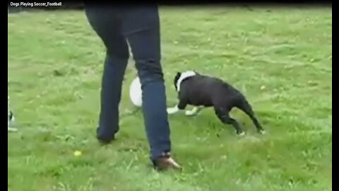 Dogs Playing Soccer_Football