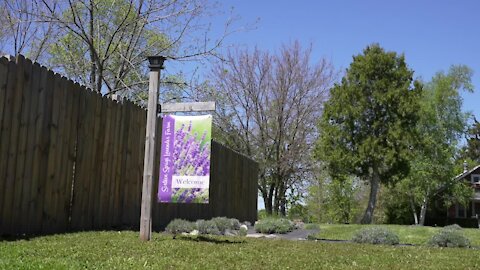 For Wright, the lavender farm is more than a hobby.