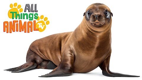 Animals Videos For Kids