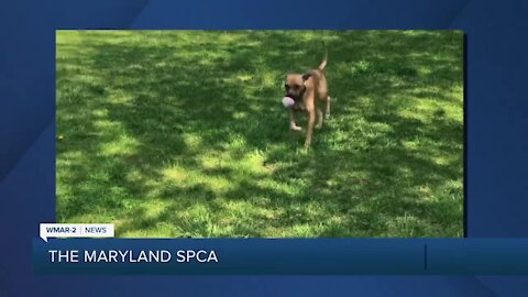 Gingerbread the dog is up for adoption at the Maryland SPCA