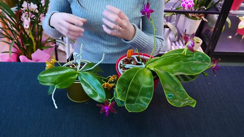 Why Orchid roots DON'T need light and clear pots